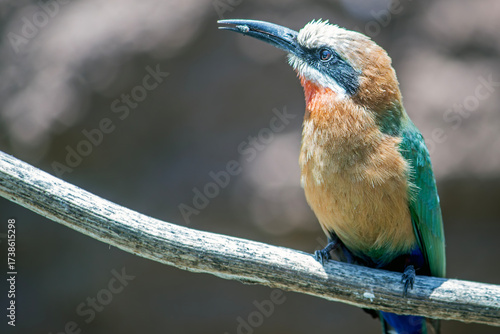 Fronted Bee Eater