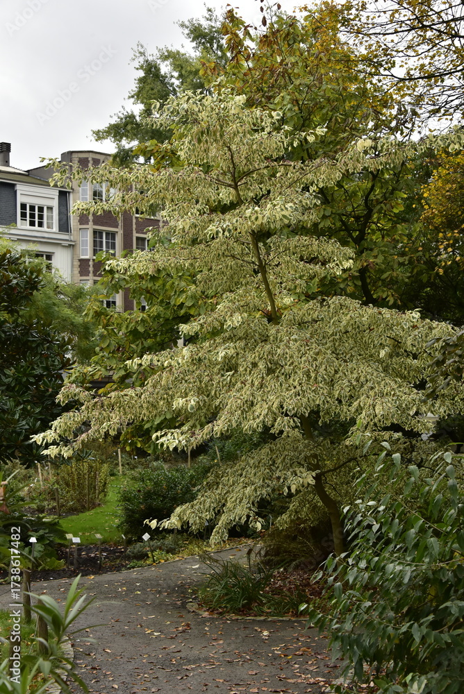 Obraz premium Végétation luxuriante en automne au Jardin Botanique d'Anvers (Antwerpen) 