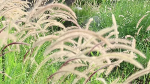 a type of ornamental grass, likely Purple Fountain Grass (Pennisetum setaceum), known for its feathery plume