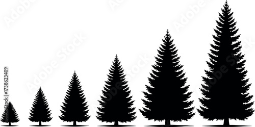 Silhouette of growing evergreen trees in sequence showing forest development, nature progression, environmental growth stages, black pine tree illustration