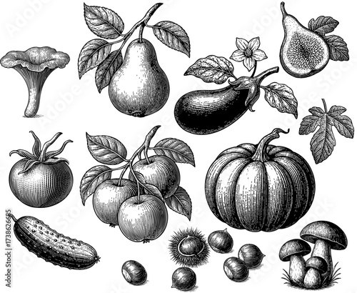Vintage engraving illustration of fruits and vegetables. Includes pear, apple, fig, cucumber, pumpkin, tomato, eggplant, mushrooms, chestnuts, and chanterelle. Perfect for organic food design