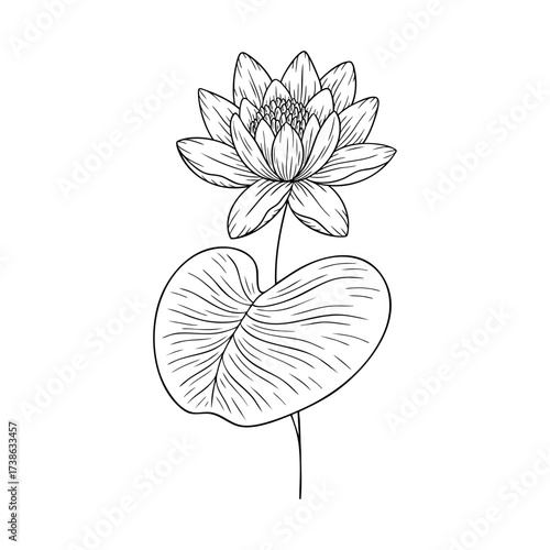 July birth flower water lily, line art vector, black and white botanical illustration, elegant floral sketch, minimalist outline drawing, hand drawn monochrome flower design, tattoo style