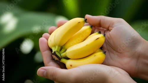 Golden Mini Bananas Gently Cupped in Hands, Fresh from Nature's Embrace, Vibrant Green Backdrop