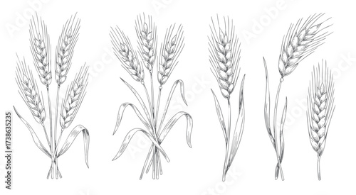 Engraved vintage cereal plants with classic linework. Vintage hand drawn cereal sketch for farm food label. Wheat or barley ears set.