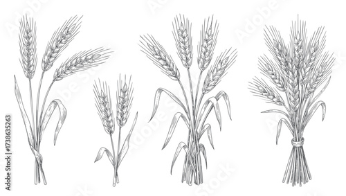 Engraved vintage cereal plants with classic linework. Vintage hand drawn cereal sketch for farm food label. Wheat or barley ears set.