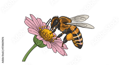 Detailed honey bee collecting pollen from a pink daisy flower, a vector illustration svg design.