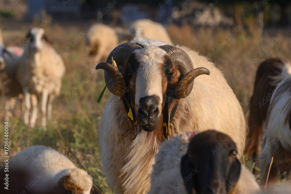 Fototapeta premium Close-up portrait of a ram among Cyprus hills