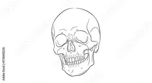 Essential stainless steel kitchen whisk vector illustration, isolated on transparent background, perfect for culinary use