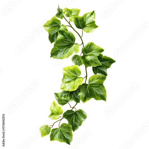Ivy vine botanical illustration isolated on transparent background