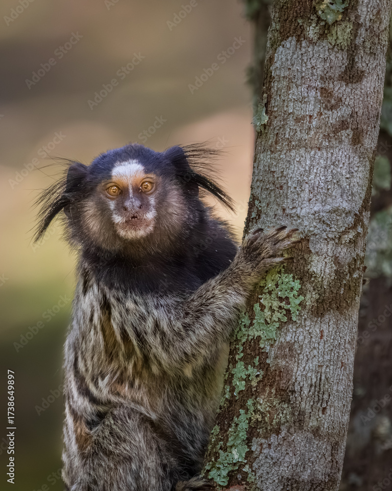 Fototapeta premium marmoset monkey