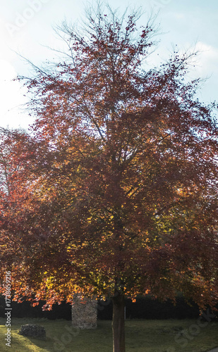 tree in autumn