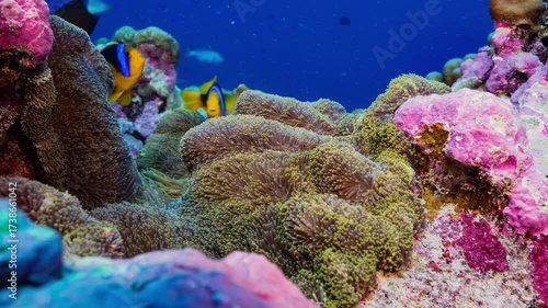 Wallpaper Mural Underwater shot of sea anemone with fish in strong current and surge. Torontodigital.ca