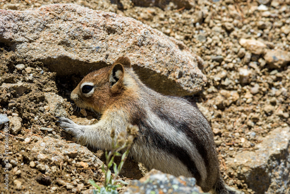 Fototapeta premium Cute Chipmunk Exploring Rocky Terrain in Nature