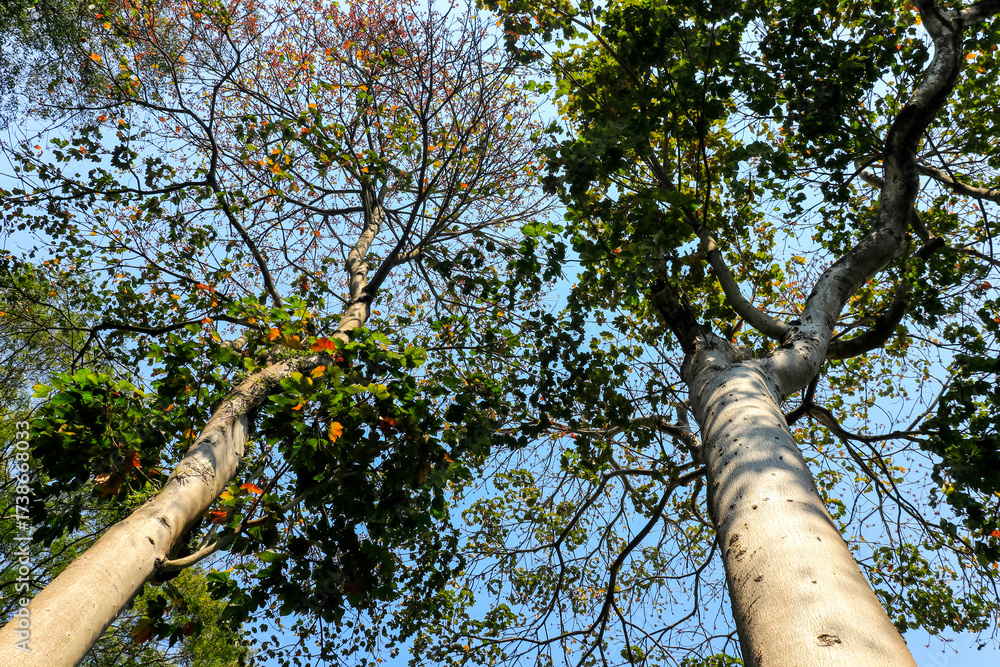 Fototapeta premium Worm's-eye view of two trees with monumental light-gray trunks and canopies in shades of green and autumn, contrasting with the blue sky. Ideal for scale and nature themes.