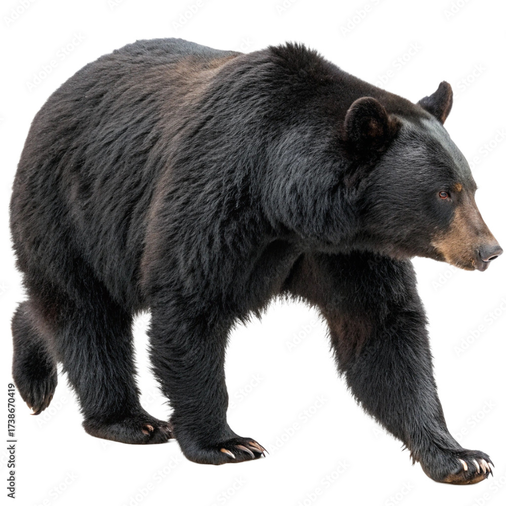 Fototapeta premium Powerful black bear walks confidently through wilderness, showcasing wild nature's majesty and strength. 