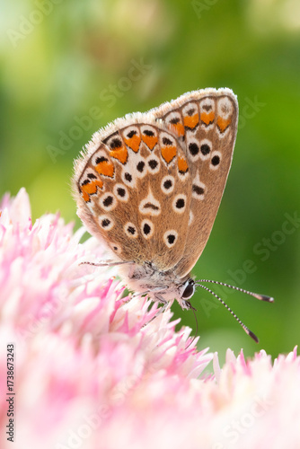 Brown Argus (Aricia agestis) on Hylotelephium 'Herbstfreude' (Pink Sedum)