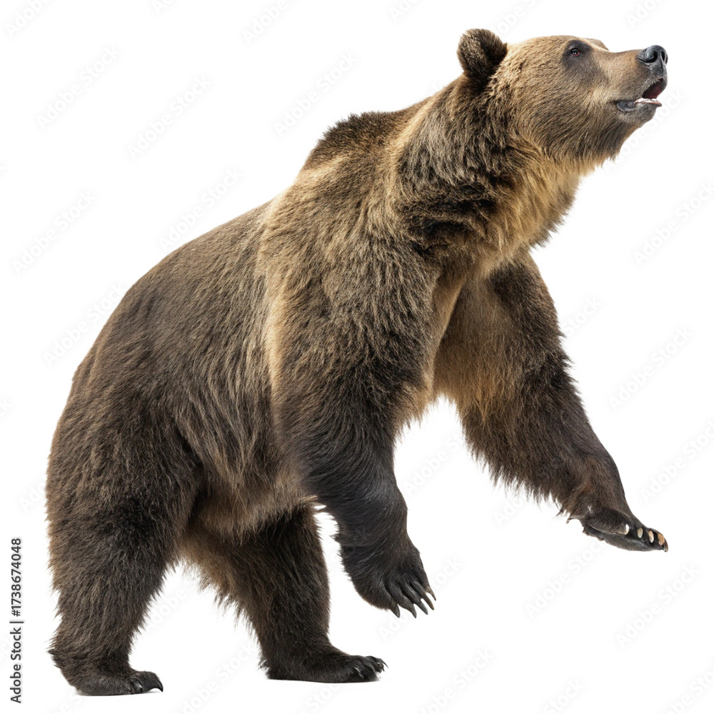 Obraz premium Majestic grizzly bear stands tall reaching upwards with powerful paw, a symbol of wild nature and untamed strength. 