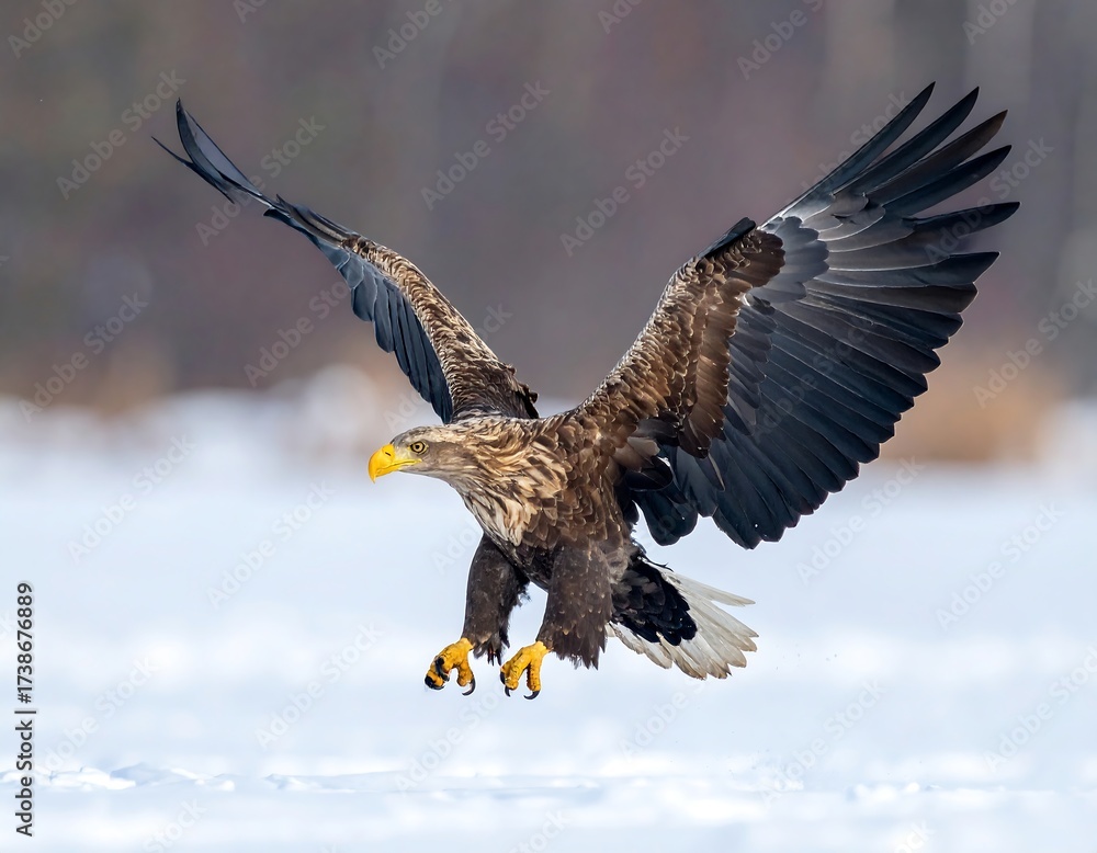 Obraz premium Eagle in flight over snow