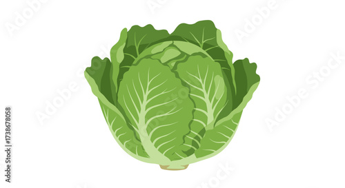 Detailed cabbage close-up on white background
