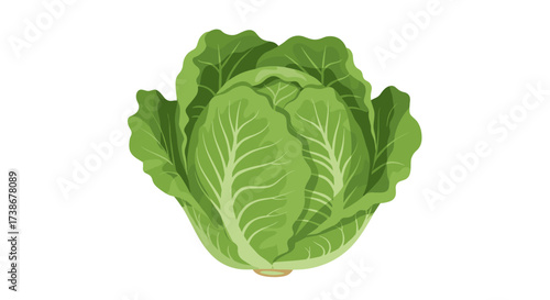 Fresh green cabbage on white background