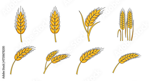 Colorful wheat ears on white background: set of 8 varieties in minimalist style