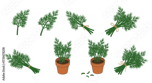 Dill herb bundles and potted plants on white background