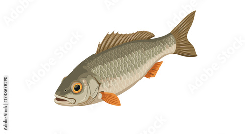 Detailed fish with orange fins on white background reflecting classic aquatic design