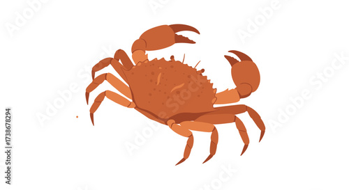 Detailed brown crab on white background in flat style
