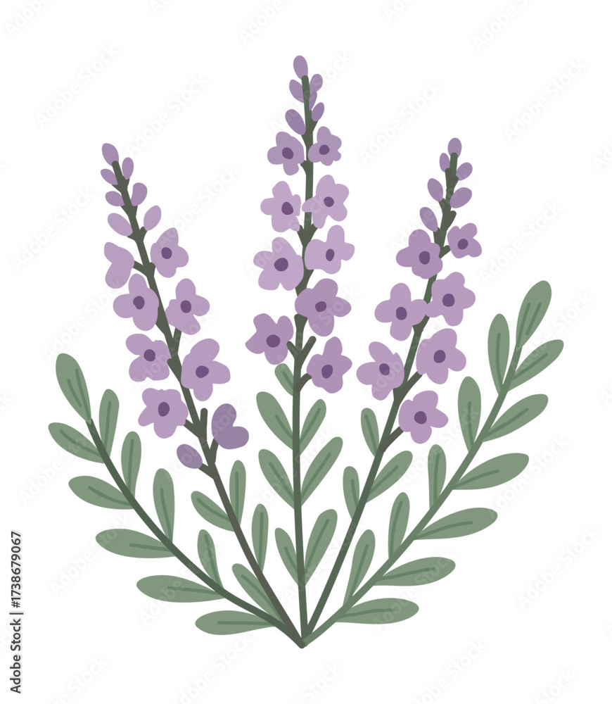 Fototapeta premium Heather bush. Vector isolated illustration