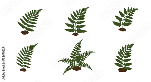 Fern leaf collection on white background for botanical design projects