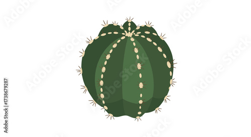 Round green cactus with spines on white background