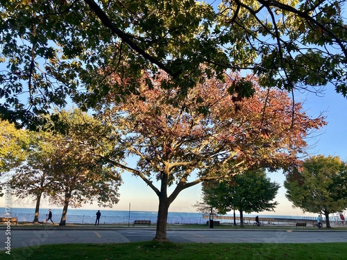 trees in the park, Lee Street Beach, Evansto 