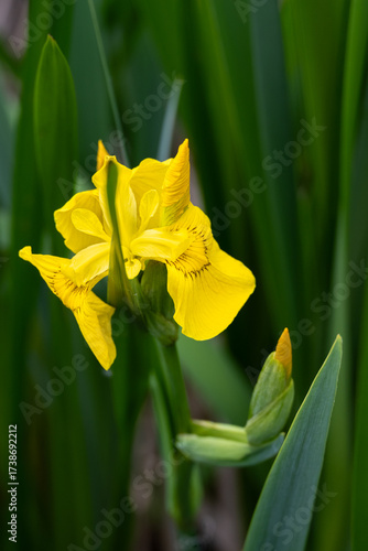 Yellow Flag Iris plant with yellow flowers blooming in a marsh, water plant, as a spring nature background
