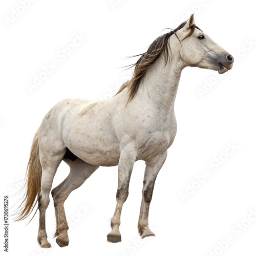 Majestic white horse with flowing mane stands proudly, capturing wild spirit and natural beauty.
