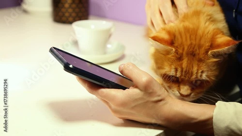 Young business woman using a tablet computer holding it in hand and petting her cat. Closeup concept hands video with pet