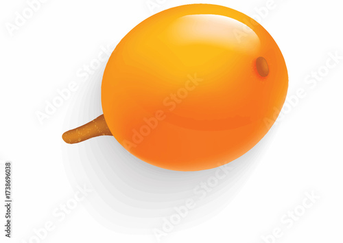 A single sea buckthorn berry, depicted with a smooth, glossy surface and a small stem, casting a soft shadow on a white background.