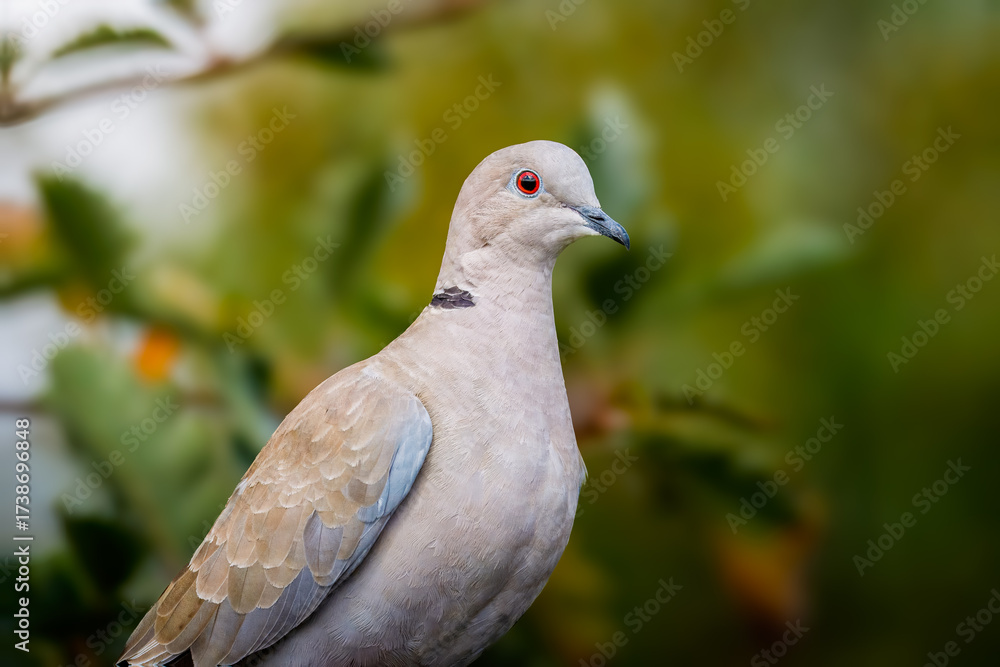 Fototapeta premium Close up of Eurasian collared dove (Streptopelia decaocto) perched on a tree branch, August 2025