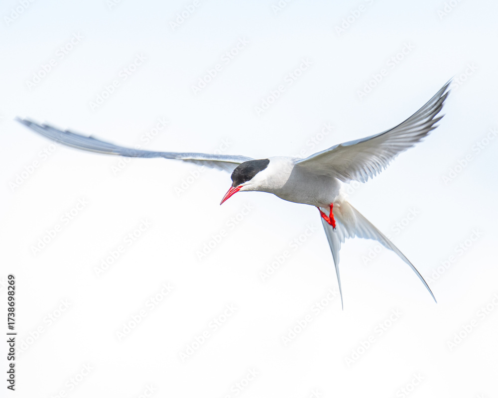 Fototapeta premium Arctic Tern flying in the sky
