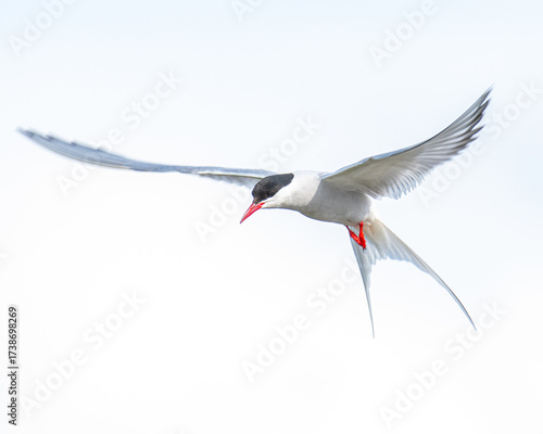 Arctic Tern flying in the sky