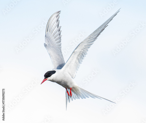 Arctic Tern flying in the sky