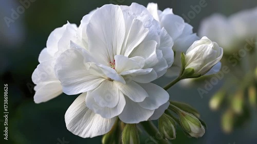 This video captures the serene beauty of delicate white blossoms and unopened flower buds in exquisite detail, bathed in soft, natural light. The gentle macro focus highlights the intricate textures o