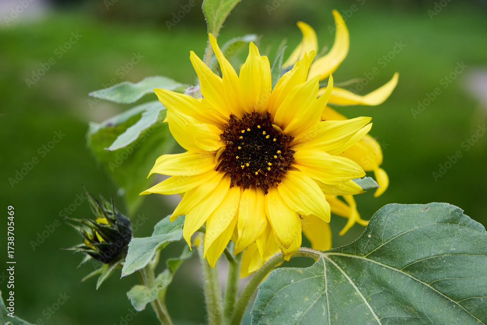 Naklejka premium Close-up of a blossoming yellow sunflower, complemented by a developing bud and velvety leaves, all set against a blurred green background, in an outdoor setting.