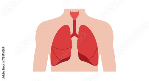 Detailed illustration of human lungs and trachea showing respiratory system in simplified anatomical view