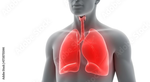 Vibrant red human lungs and trachea illustrated on a gray torso, highlighting respiratory system health and medical concepts.
