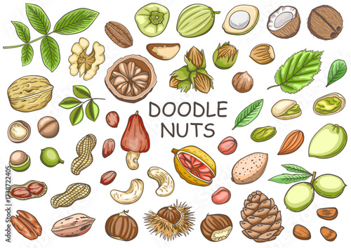 A white background is filled with various handdrawn nuts and leaves