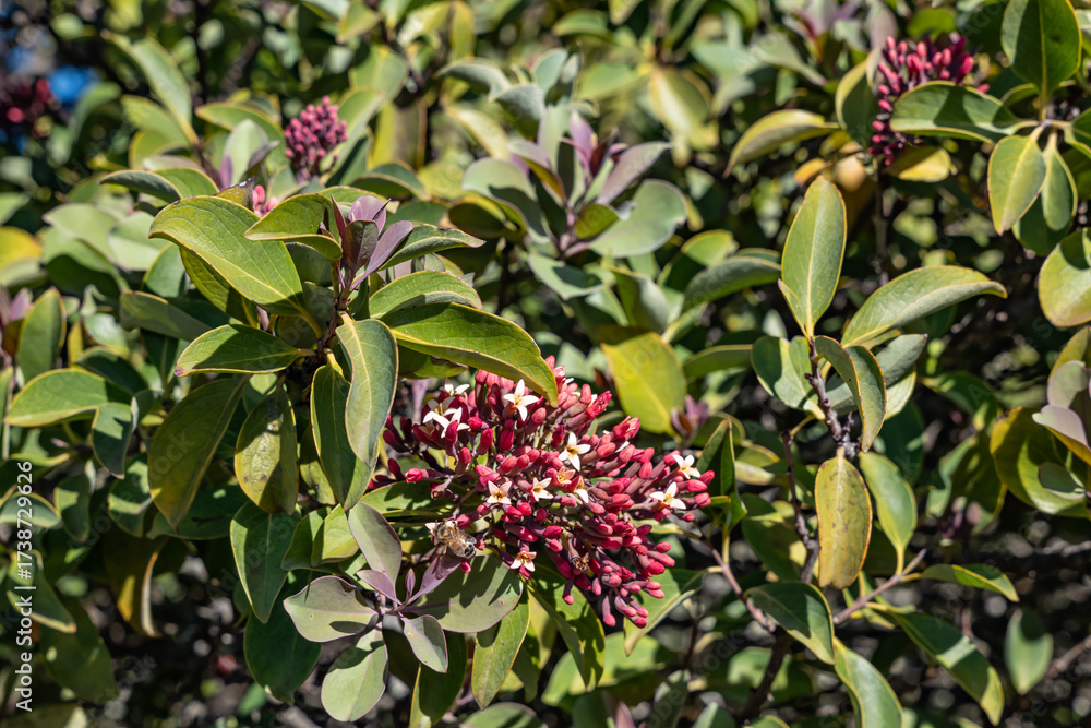 Fototapeta premium Santalum haleakalae var. haleakalae. Haleakala sandalwood or ʻIliahi. Hawaiian Island of Maui. Haleakala National Park. Hosmer Grove Access Road