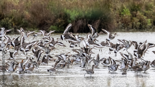 Tableau sur toile A flock of black tailed godwits taking flight