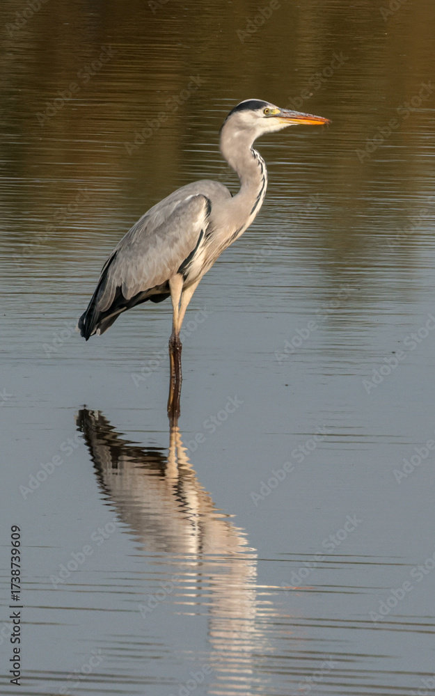 Naklejka premium Grey heron fishing in a shallow lake