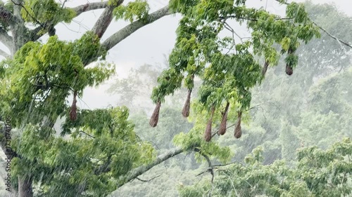 Bad weather themes: Tree branches and birds nest  bending violently in the high wind.
