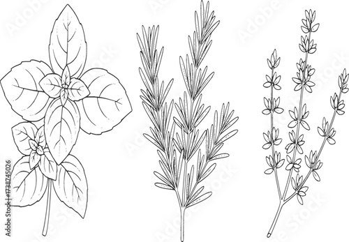 Culinary herbs outline set. Basil rosemary and thyme in botanical vector line art.
